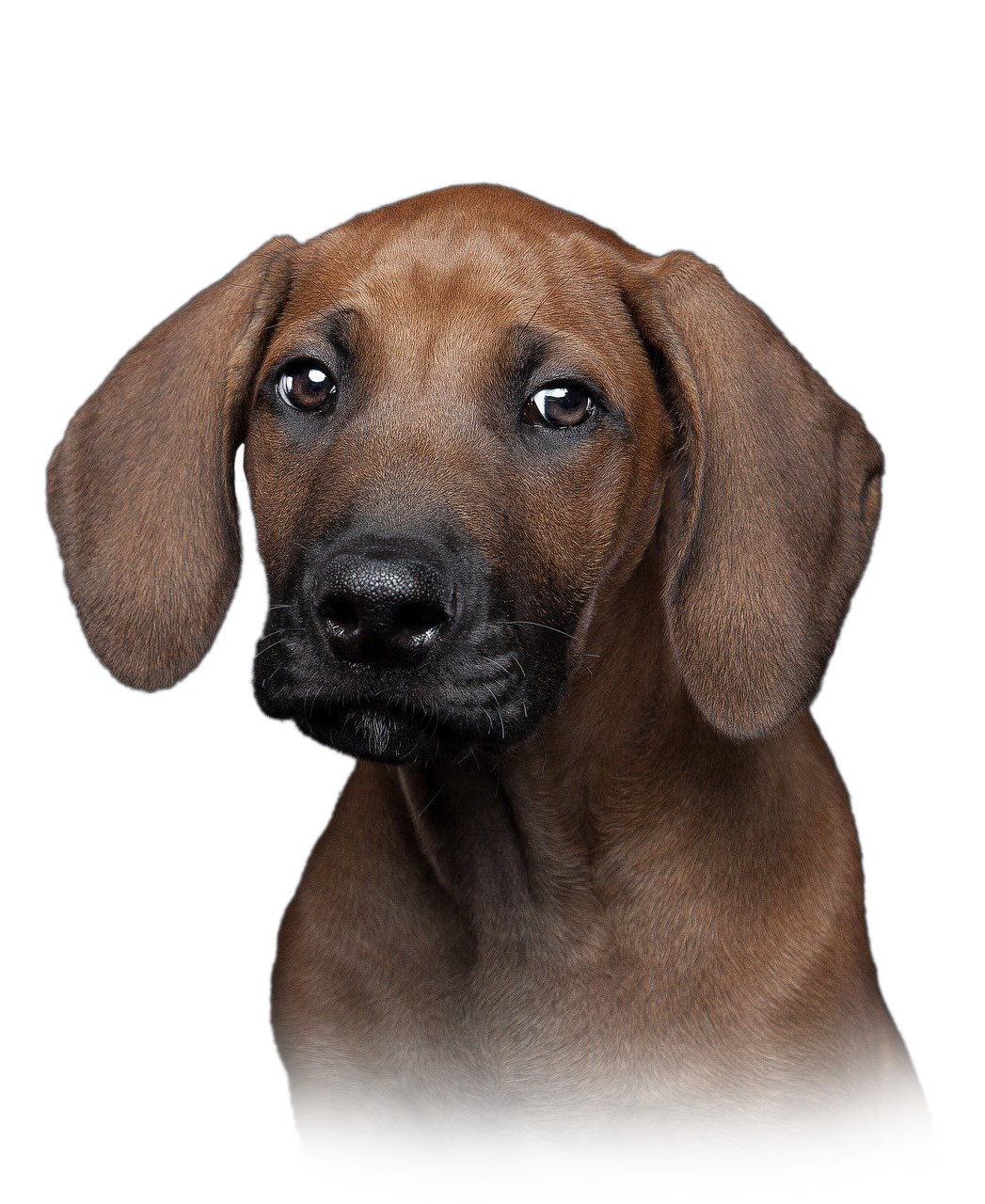 Hund von Kyno-Adventure - Matthias Näpfli