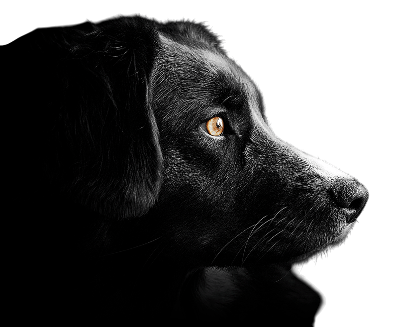 Hund von Kyno-Adventure - Matthias Näpfli